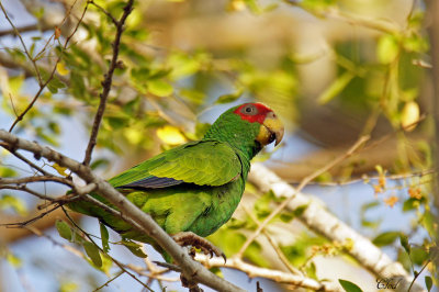 Amazone  front blanc - White-fronted Parrot