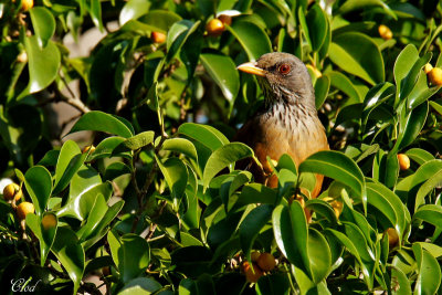 Merle  dos roux - Rufous-backed Thrush