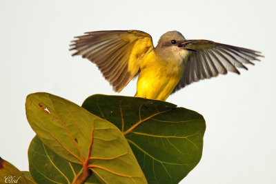 Tyran mlancolique - Tropical flycatcher