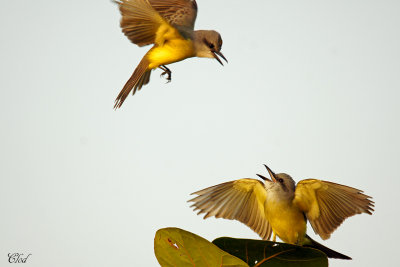 Tyrans mlancolique - Tropical flycatchers