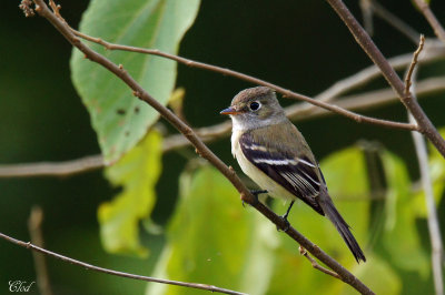 Moucherolle ctier - Pacific slope flycatcher