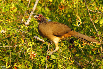 Ortalide de Wagler - Wagler's chachalaca