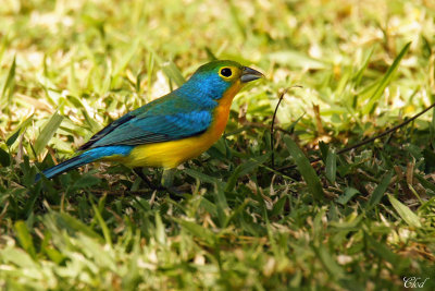 Passerin arc-en-ciel - Orange-throated bunting