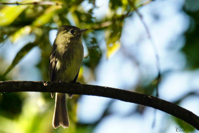 Moucherolle des ravins - Cordilleran flycatcher