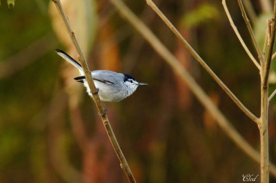 Gobemoucheron  face blanche - White-lored gnatcatcher