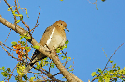 Tourterelle à ailes blanches- White-winged dove