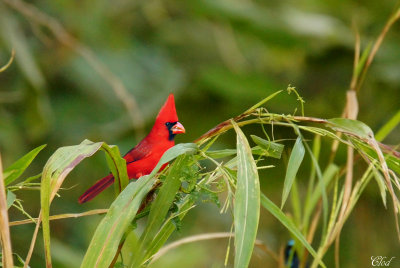 Cardinal rouge - Northern cardinal