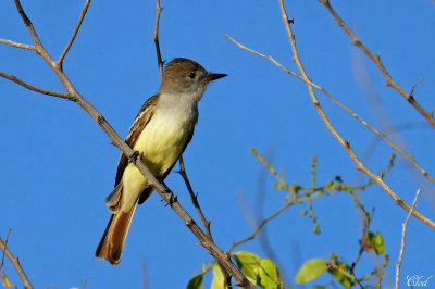 Tyran de Wied - Brown-crested flycatcher