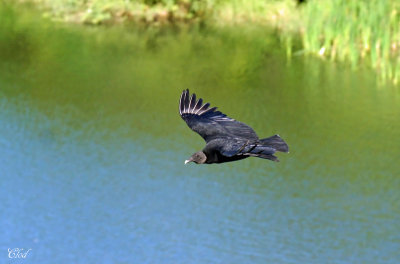 Urubu noir - Black vulture