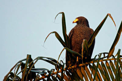 Buse noire - Common black hawk