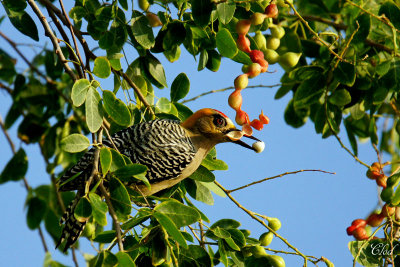 Pic lgant - Golden-cheeked woodpecker 