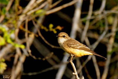 Moucherolle vermillon (fem) - Vermilion flycatcher (female)