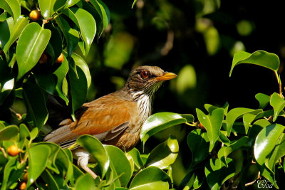 Merle  dos roux - Rufous-backed Thrush