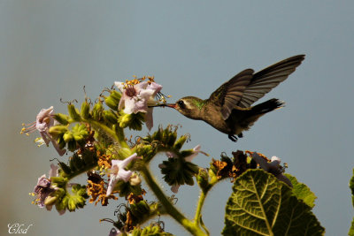 Colibri de Doubleday (femelle) - Doubleday's hummingbird