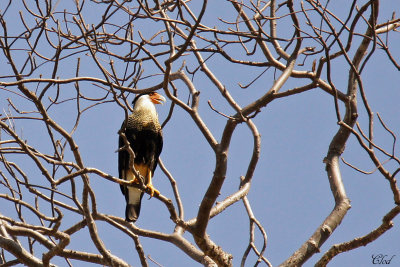 Caracara du Nord - Crested caracara