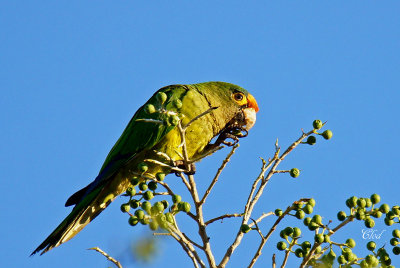 Conure  front rouge - Orange-fronted parakeet