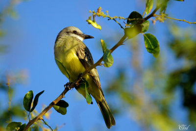 Tyran mlancolique - Tropical flycatcher