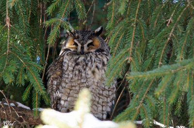 Hibou moyen-duc - Long-eared owl