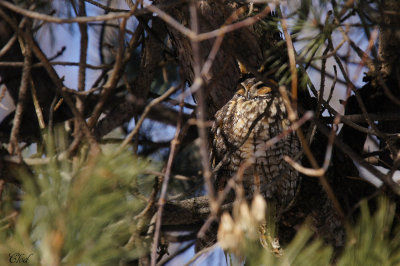 Hibou moyen-duc - Long-eared owl 
