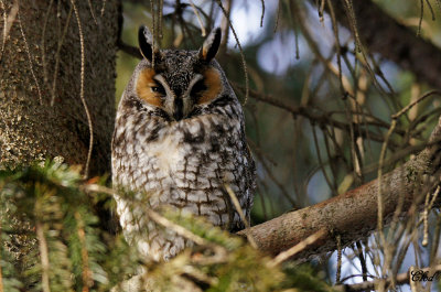 Hibou moyen-duc - Long-eared owl 