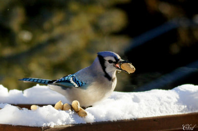 Geai bleu - Blue Jay 