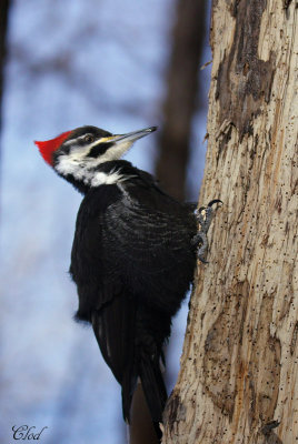 Grand pic - Pileated woodpecker (fem)