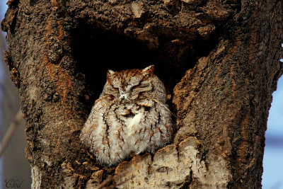 Petit-duc macul - Eastern screech-owl