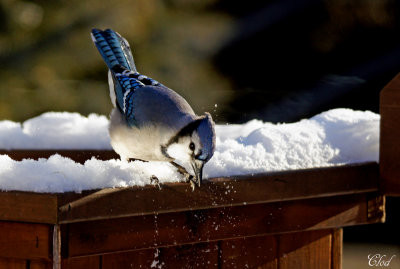 Geai bleu - Blue Jay