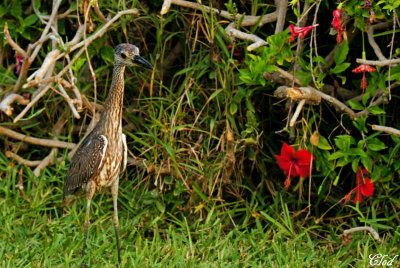 Bihoreau violac - Yellow-crowned Night-heron (juvenile)