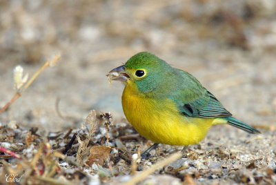 Passerin arc-en-ciel - Orange-throated bunting