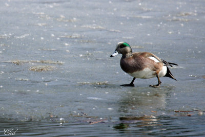 Canard d'Amrique - American wigeon