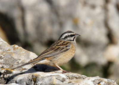 Bruant fou - Rock bunting