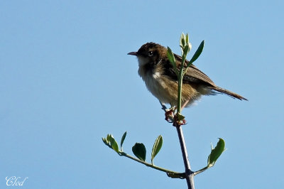 Cisticole des joncs - Streaked fantail warbler