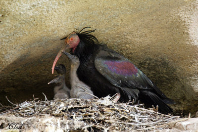 Ibis chauve - Northern bald ibis