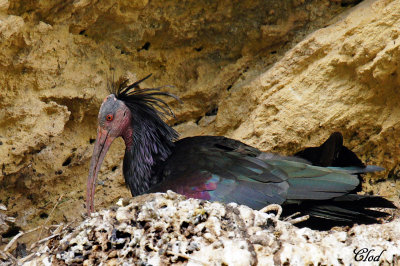 Ibis chauve - Northern bald ibis