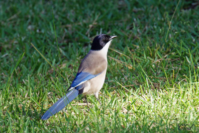 Pie bleue ibrique- Iberian magpie