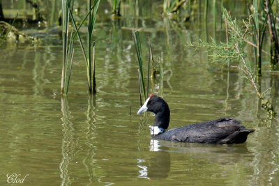 Foulque à crête - Red-knobbed coot