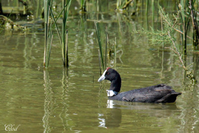 Foulque  crte - Red-knobbed coot