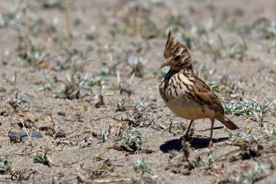 Cochevis huppé - Crested lark