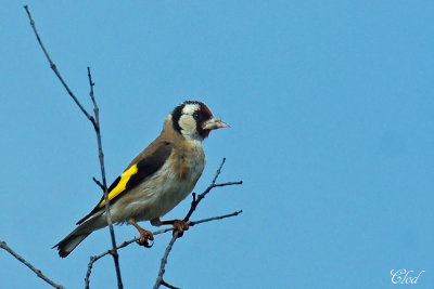 Chardonneret lgant - European goldfinch