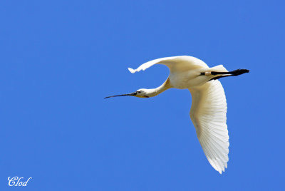 Spatule blanche - Eurasian spoonbill