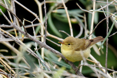 Hypolas polyglotte - Melodious warbler