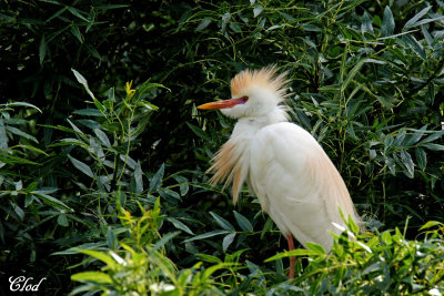 Hron garde-boeufs - Cattle egret