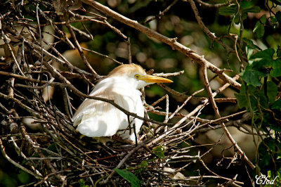 Hron garde-boeufs - Cattle egret