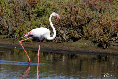 Flamant rose - Greater flamingo