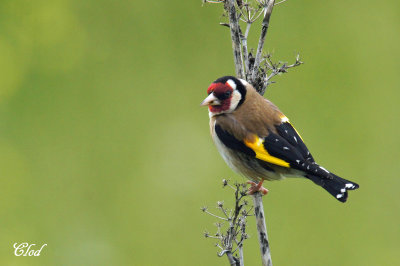 Chardonneret lgant - European goldfinch