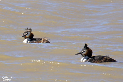 Grbes hupp - Great crested grebes