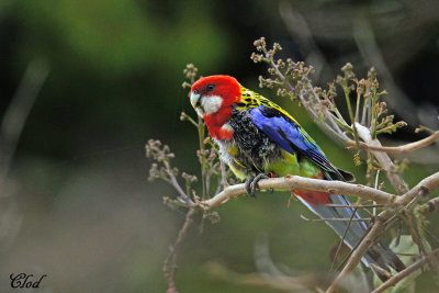 Perruche omnicolore - Eastern rosella