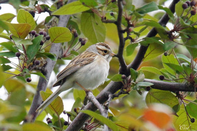 Bruant des plaines - Clay-colored sparrow