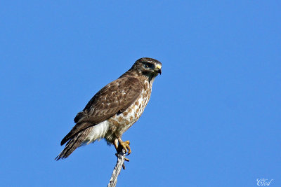 Petite buse - Broad-winged hawk